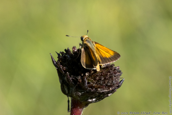 SkipperFest-Bull CreekWMA 2021-10-03 - Skipper, Arogos #3 (1)