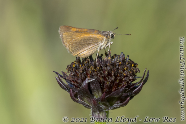 SkipperFest-Bull CreekWMA 2021-10-03 - Skipper, Arogos #3 (3)