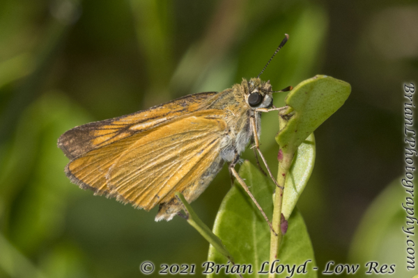 SkipperFest-Bull CreekWMA 2021-10-03 - Skipper, Arogos #3 (4)