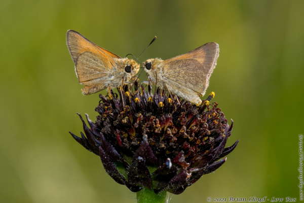 SkipperFest-Bull CreekWMA 2021-10-03 - Skipper, Arogos