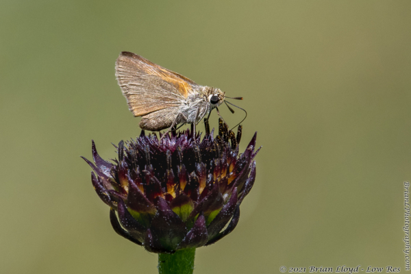 SkipperFest-ThreeLakesWMA 2021-10-02 - Skipper, Arogos #1 (6)