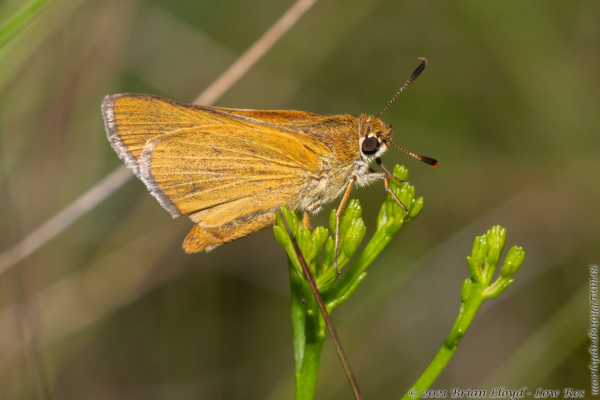 SkipperFest-ThreeLakesWMA 2021-10-02 - Skipper, Arogos #3 (2)