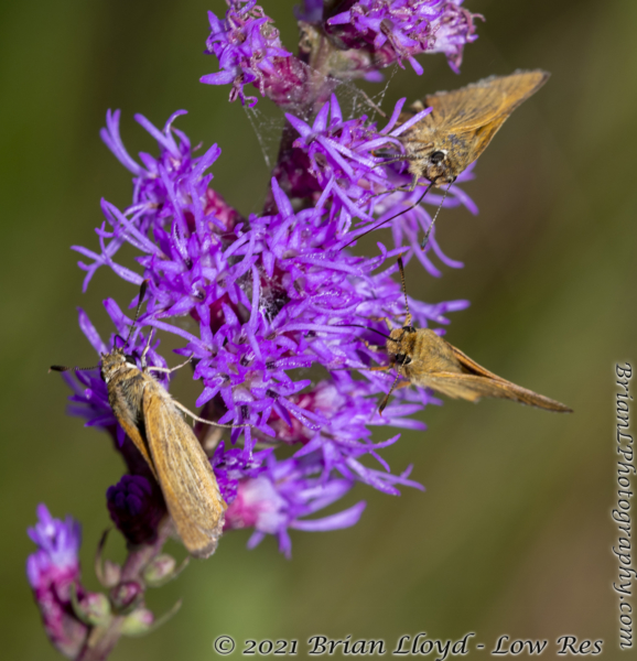 SkipperFest-ThreeLakesWMA 2021-10-02 - Skipper, Arogos, Multi #1 (10)