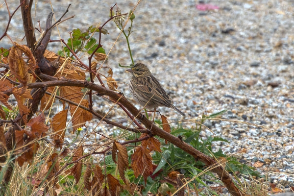 Sparrow Day-01 Vancouver 2022-09-15 95