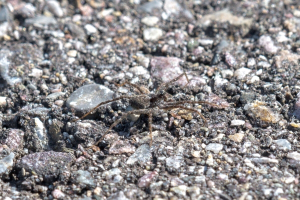 Spider, Wolf Day-10 Jasper Moab Lake 2022-09-24 151