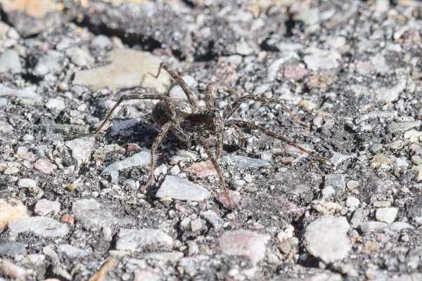 Spider, Wolf Day-10 Jasper Moab Lake 2022-09-24 185