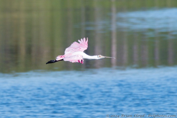 St Marks 2022-06-08 - Spoonbill, Roseate