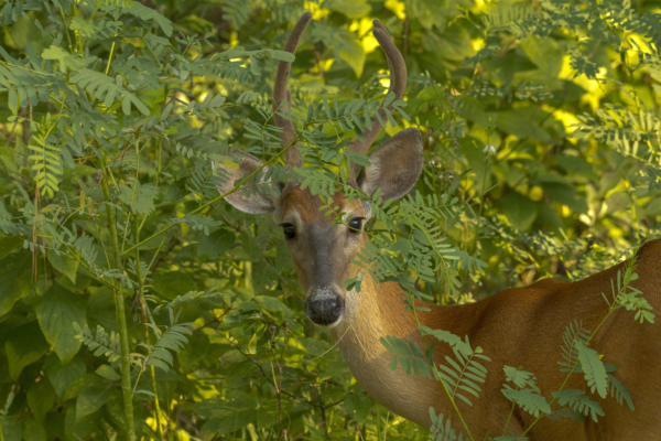 St Marks NWR 2021-08-11 - Deer, White-tailed (3)