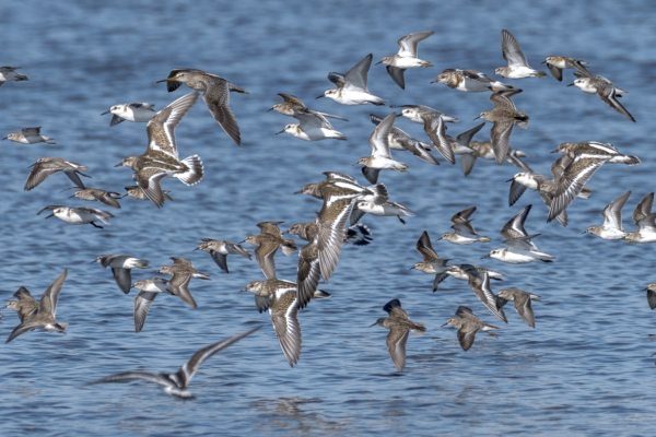 St Marks NWR 2021-09-30 - Shorebirds in flight (1)