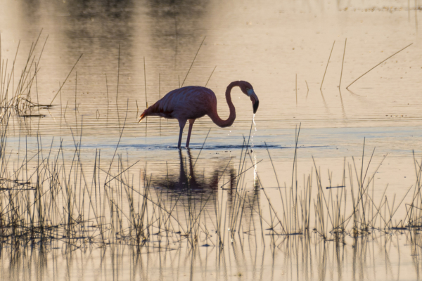 St Marks NWR 2021-10-27 - Flamingo, American (2)