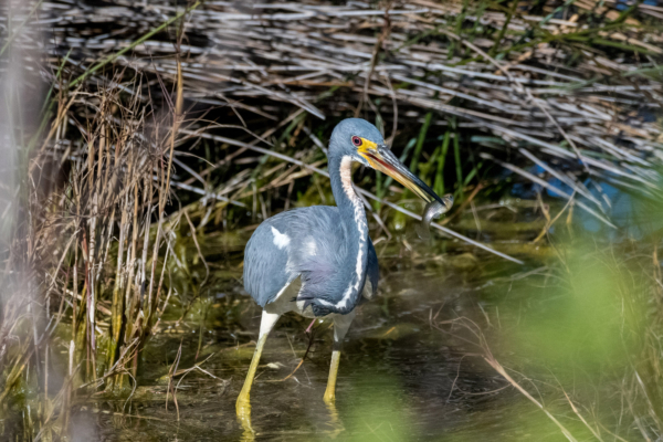 St Marks NWR 2022-01-13 - Heron, Tricolored with fish (1)
