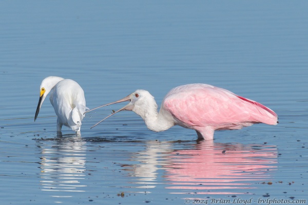 St Marks NWR 2022-08-03 - Spoonbill, Roseate (1)L