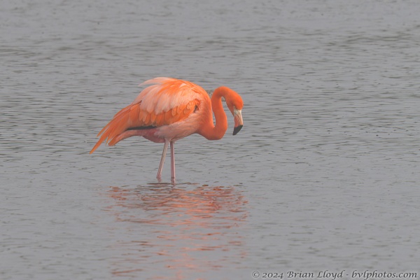 St Marks NWR 2023-01-18 - Flamingo, Am (1)