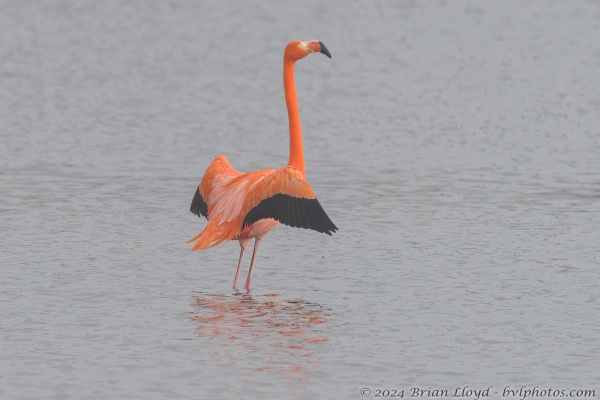 St Marks NWR 2023-01-18 - Flamingo, Am (2)