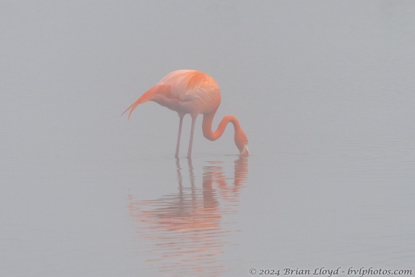 St Marks NWR 2023-02-01 - Flamingo, American (6)