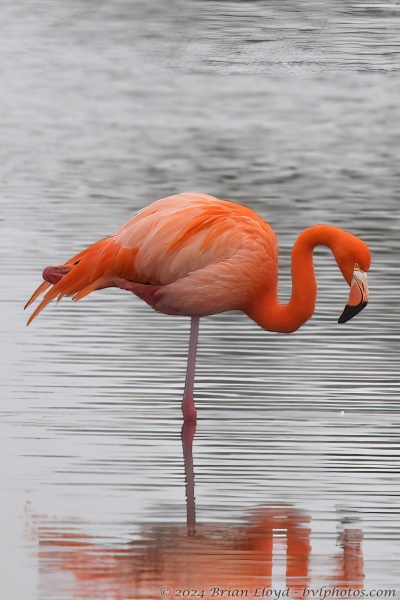 St Marks NWR 2023-02-01 - Flamingo, American-jpg (6)-1