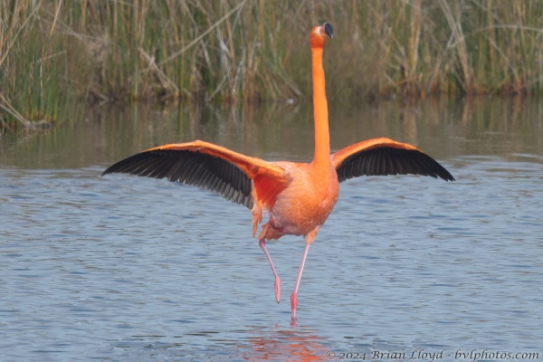 St Marks NWR 2023-02-15 - Flamingo, Am (1)