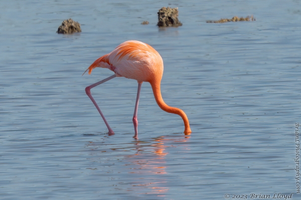 St Marks NWR 2023-03-24 - Flamingo, American (1)