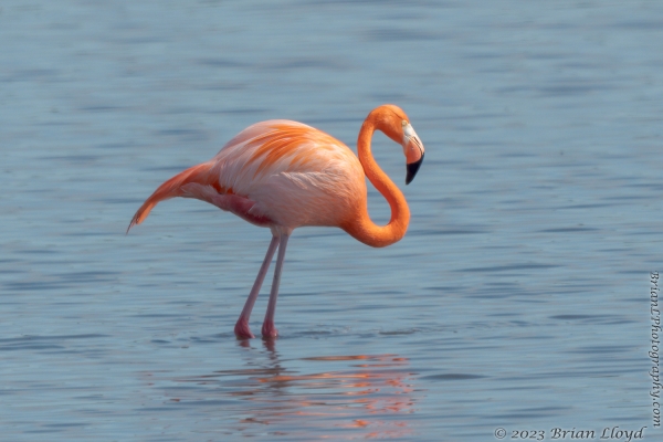 St Marks NWR 2023-03-24 - Flamingo, American (2)