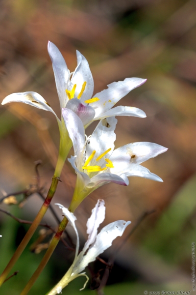 St Marks NWR 2023-03-24 - Lily, Atamasco (Zephyranthes atamasco) (1)