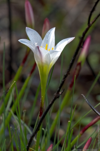 St Marks NWR 2023-03-24 - Lily, Atamasco (Zephyranthes atamasco) (2)
