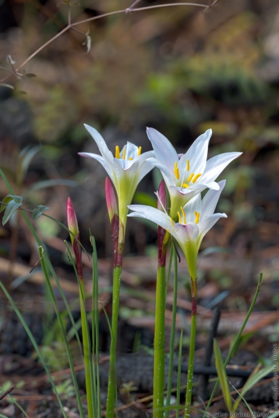 St Marks NWR 2023-03-24 - Lily, Atamasco (Zephyranthes atamasco) (3)