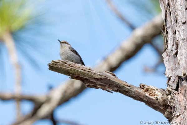 St Marks NWR 2023-03-24 - Nuthatch, Brown-headed (1)
