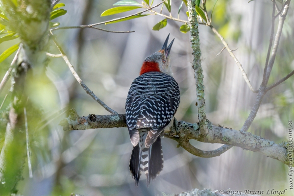 St Marks NWR 2023-03-24 - Woodpecker, Red-bellied (F)