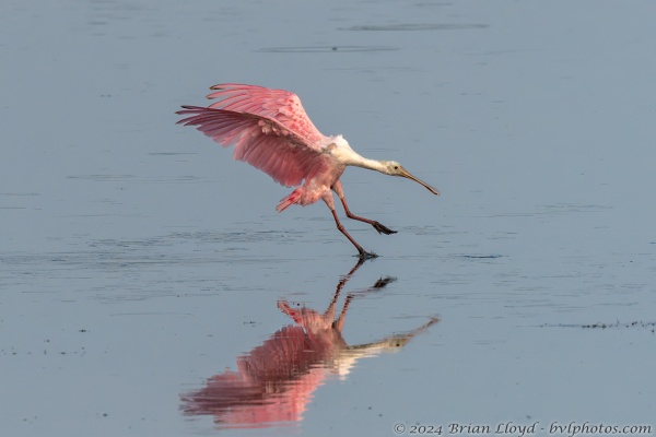 St Marks NWR 2023-06-07 - Spoonbill, Roseate