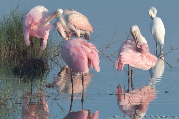 St Marks NWR 2023-07-05 - Spoonbills, Roseate (2)