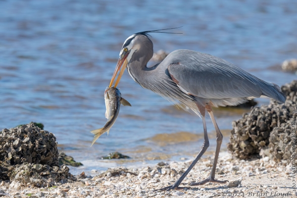 St Marks NWR 2024-01-24 - Heron, Great Blue eating fish (1)