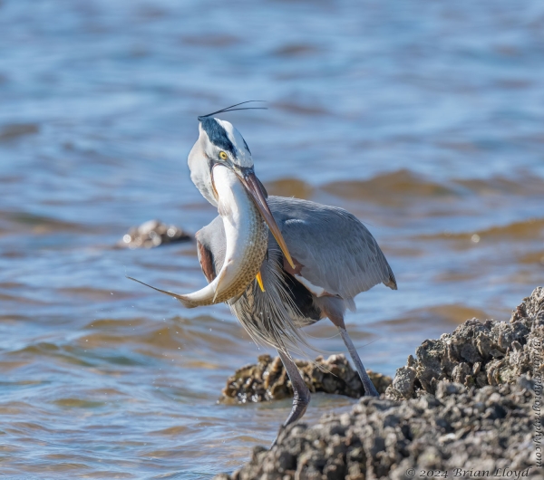 St Marks NWR 2024-01-24 - Heron, Great Blue eating fish (2)