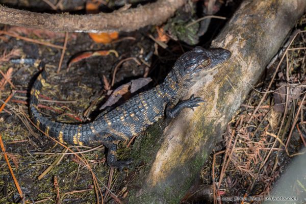 St Marks NWR 2025-11-07 - Aligator, baby (1)