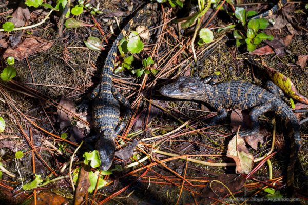 St Marks NWR 2025-11-07 - Aligator, baby (2)