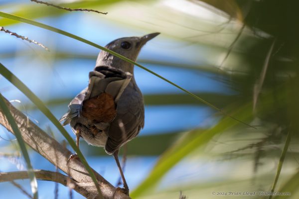 St Marks NWR 2025-11-07 - Catbird