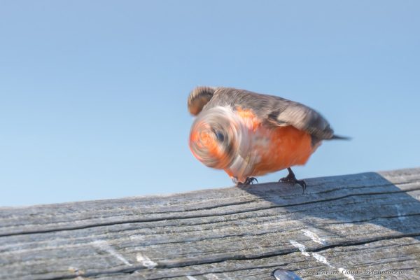 St Marks NWR 2025-11-07 - Flycatcher, Vermillion (Imm) (1)