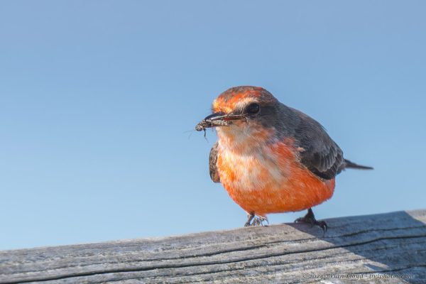 St Marks NWR 2025-11-07 - Flycatcher, Vermillion (Imm) (2)