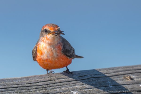 St Marks NWR 2025-11-07 - Flycatcher, Vermillion (Imm) (3)