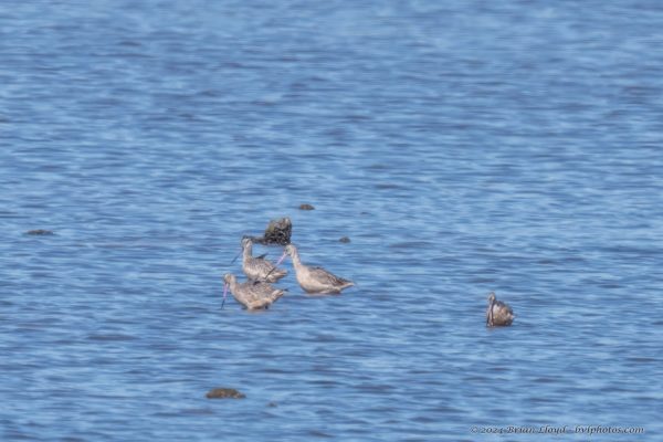 St Marks NWR 2025-11-07 - Godwit, Marbled