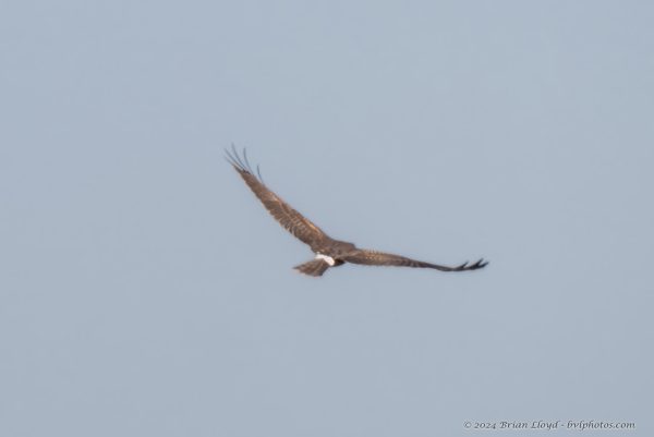 St Marks NWR 2025-11-07 - Harrier, Northern