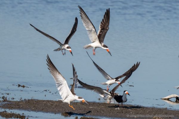 St Marks NWR 2025-11-07 - Skimmer, Black (1)