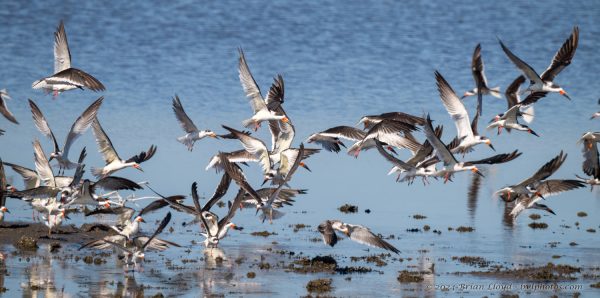 St Marks NWR 2025-11-07 - Skimmer, Black (2)