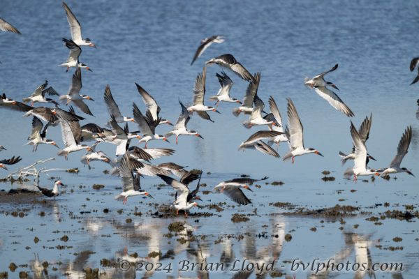 St Marks NWR 2025-11-07 - Skimmer, Black (3)