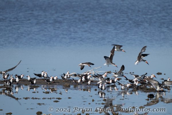 St Marks NWR 2025-11-07 - Skimmer, Black (5)