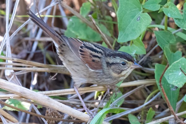 St Marks NWR 2025-11-07 - Sparrow, Swamp (1)