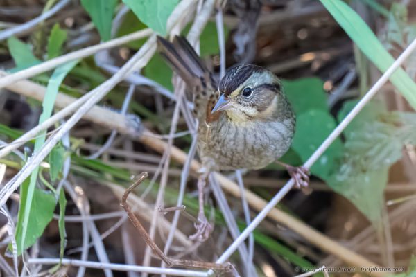 St Marks NWR 2025-11-07 - Sparrow, Swamp (2)