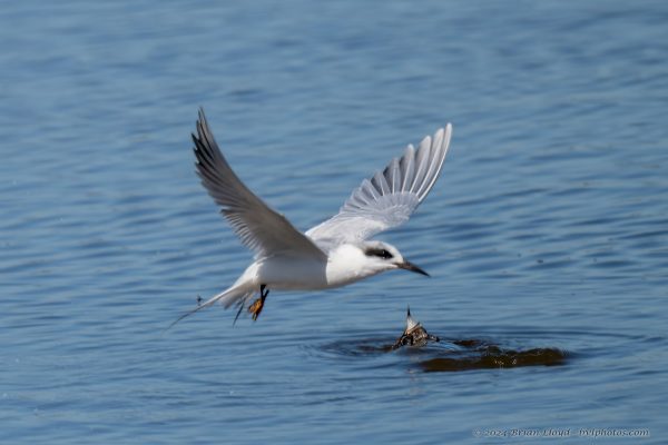 St Marks NWR 2025-11-07 - Tern, Forster's (1)