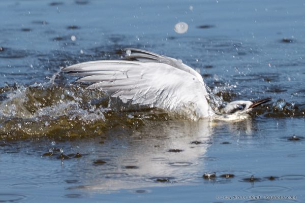 St Marks NWR 2025-11-07 - Tern, Forster's (2)