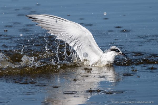 St Marks NWR 2025-11-07 - Tern, Forster's (3)