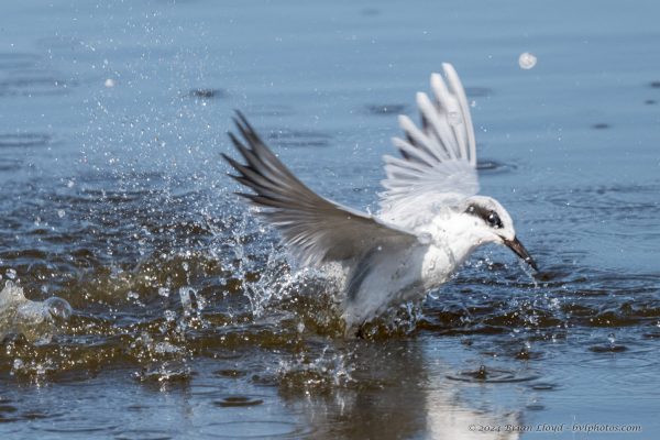 St Marks NWR 2025-11-07 - Tern, Forster's (4)